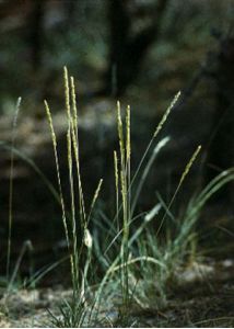 Koeleria glauca (Schrad.) DC. attēls