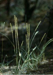 Koeleria glauca (Schrad.) DC. attēls