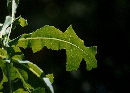 Lactuca serriola L. attēls