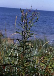 Lactuca sibirica (L.) Maxim. attēls