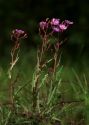 Lactuca tatarica (L.) C.A.Mey. attēls