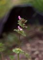 Lamium amplexicaule L. attēls