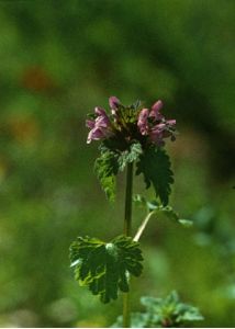 Lamium hybridum Vill. attēls