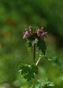 Lamium hybridum Vill. attēls