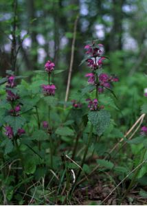 Lamium maculatum (L.) L. attēls