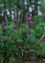 Lamium maculatum (L.) L. attēls