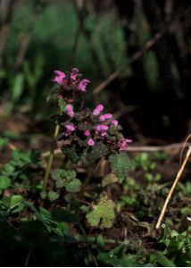 Lamium purpureum L. attēls