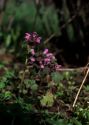 Lamium purpureum L. attēls