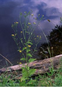 Lapsana communis L. attēls