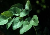 Laserpitium latifolium L. attēls