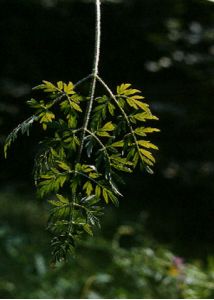 Laserpitium prutenicum L. attēls