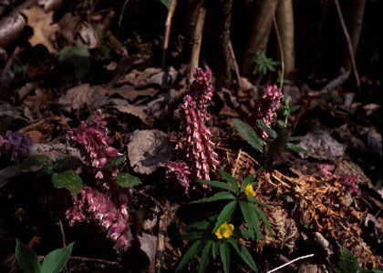 Lathraea squamaria L. attēls