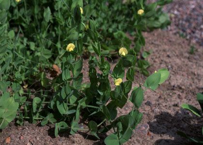 Lathyrus aphaca L. attēls