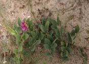 Lathyrus maritimus (L.) Bigelow attēls