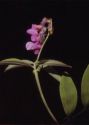 Lathyrus linifolius (Reichard) Bässler attēls