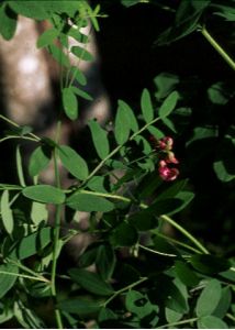 Lathyrus niger (L.) Bernh. attēls