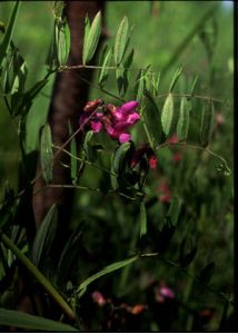 Lathyrus palustris L. attēls