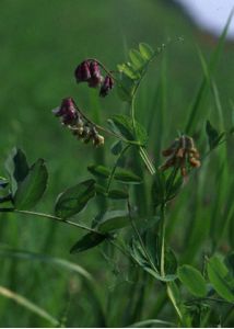 Lathyrus pisiformis L. attēls