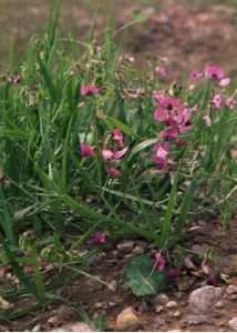 Lathyrus sylvestris L. attēls