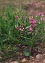 Lathyrus sylvestris L. attēls