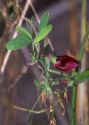 Lathyrus tingitanus L. attēls