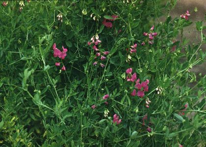 Lathyrus tuberosus L. attēls