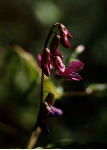 Lathyrus vernus (L.) Bernh. attēls