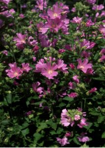 Lavatera thuringiaca L. attēls