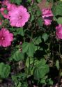 Lavatera trimestris L. attēls