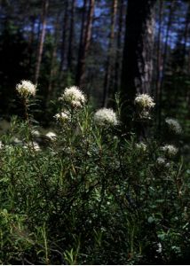 Ledum palustre L. attēls