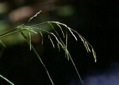 Leersia oryzoides (L.) Sw. attēls