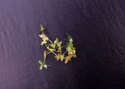 Lemna trisulca L. attēls