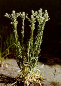 Lepidium campestre (L.) R.Br. attēls