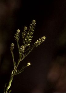 Lepidium densiflorum Schrad. attēls