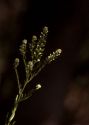 Lepidium densiflorum Schrad. attēls