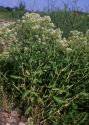 Lepidium latifolium L. attēls
