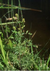 Lepidium perfoliatum L. attēls