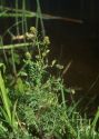 Lepidium perfoliatum L. attēls