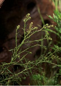 Lepidium ruderale L. attēls