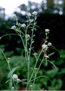 Lepidium sativum L. attēls