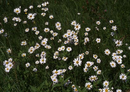 Leucanthemum vulgare Lam. attēls