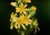 Ligularia sibirica (L.) Cass. attēls