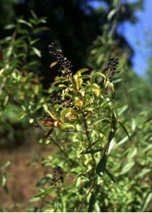 Ligustrum vulgare L. attēls