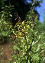 Ligustrum vulgare L. attēls