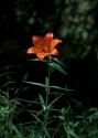 Lilium bulbiferum L. attēls