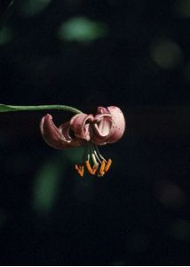 Lilium martagon L. attēls