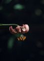 martagonlilija attēls