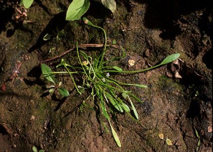 Limosella aquatica L. attēls