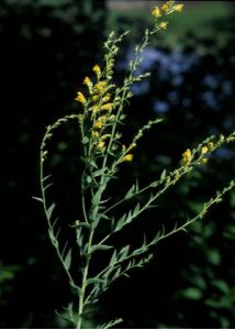 Linaria genistifolia (L.) Mill. attēls