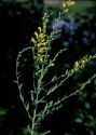 Linaria genistifolia (L.) Mill. attēls